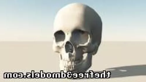 Human Teeth 3d model