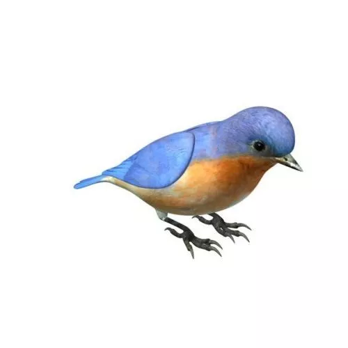 Flock Swallow Bird 3d model