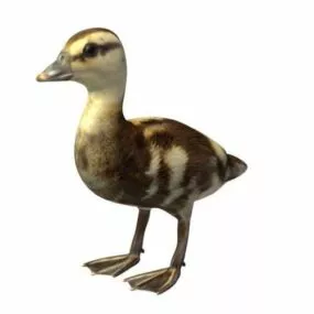 Baby Bird 3d model