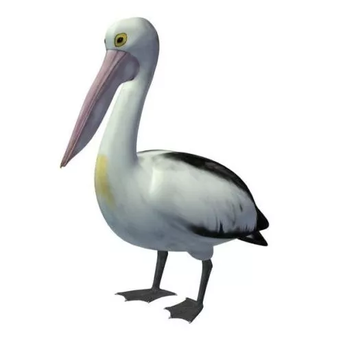 Pelican 3d model Pelican 3d model