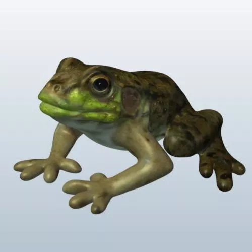 Wild Green Frog 3d model Wild Green Frog 3d model