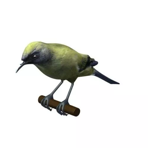 Nature Bird 3d model Nature Bird 3d model