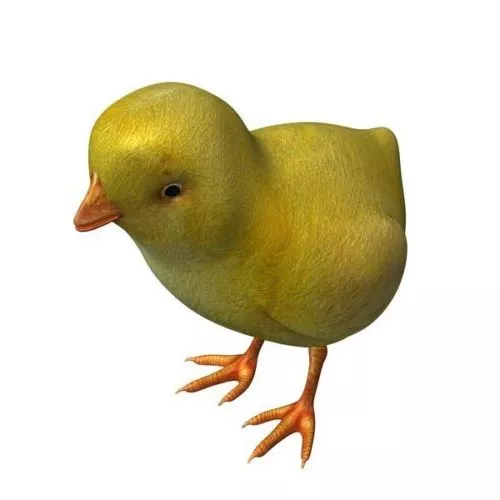 Realistic Chicken Female 3d model