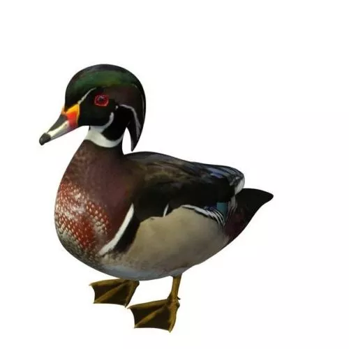 Dodo Duck Animal 3d model