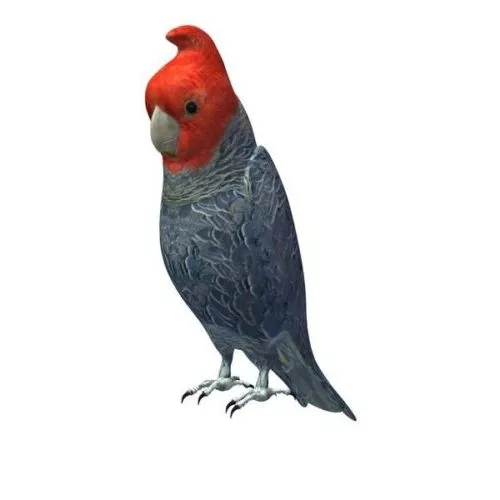 Blue Lorikeet 3d model