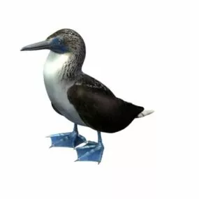 Lake Bird 3d model