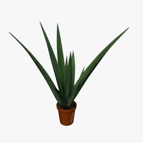 Garden Aloe Plant 3d model Garden Aloe Plant 3d model