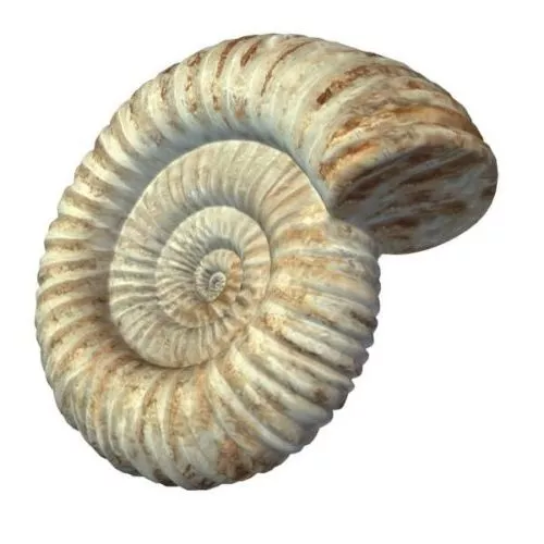 Ammonite Fossil Animal 3d model Ammonite Fossil Animal 3d model