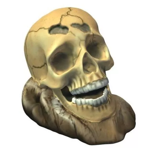 Human Skeleton Man And Women 3d model
