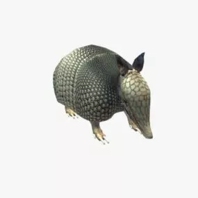Armadillo V1 3d model