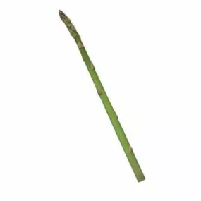 Asparagus Vegetable 3d model