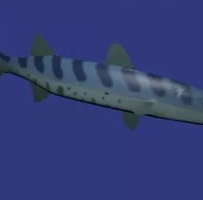Barracuda Fish 3d model