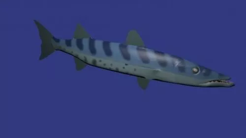 Sea Bass Fish Rigged 3d model