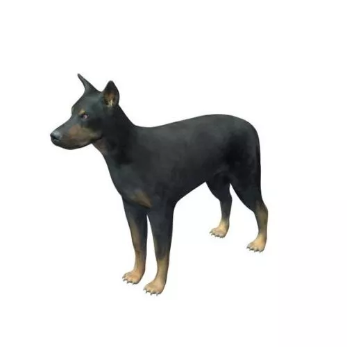 Beauceron Dog 3d model Beauceron Dog 3d model