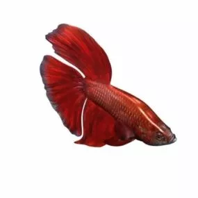 Bettamale Fish 3d model