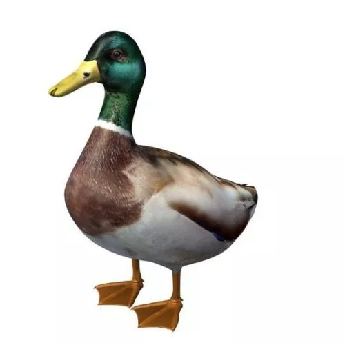 Dodo Duck Animal 3d model