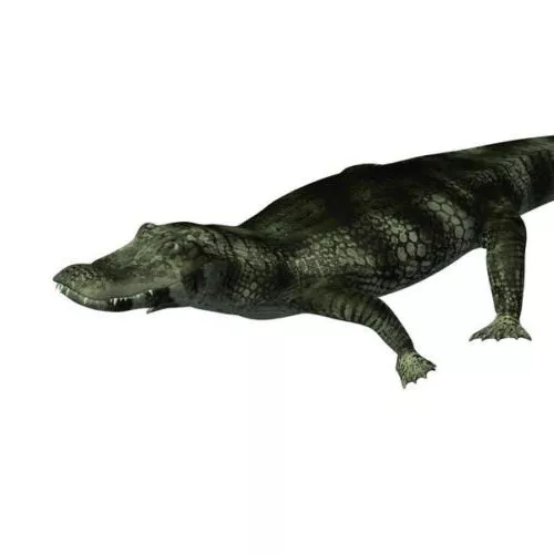 Scary Crocodile Monster 3d model