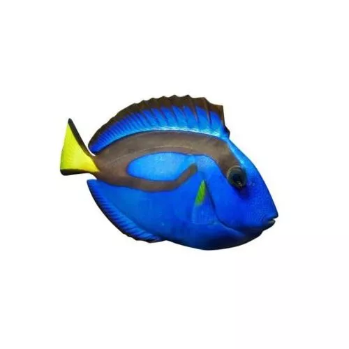 Animated African Cichlid Fish 3d model