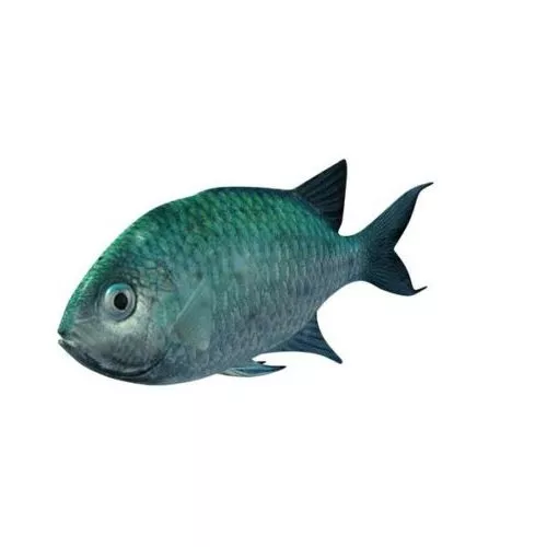 Low Poly Cartoon Plesiosaur 3d model