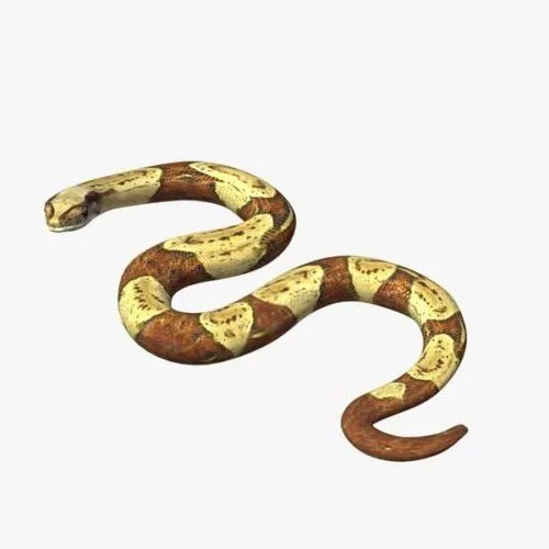 Boa Constrictor Snake 3d model Boa Constrictor Snake 3d model