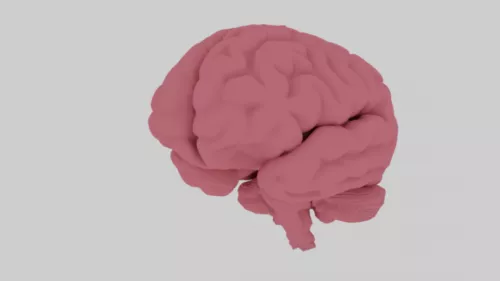 Human Head Base Mesh 3d model
