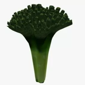 Broccoli 3d model