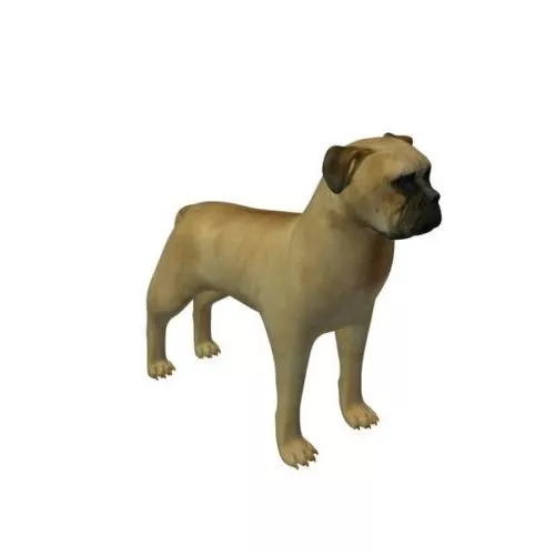 Bullmastiff Dog Breed 3d model Bullmastiff Dog Breed 3d model