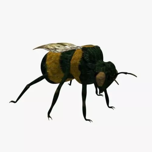 Wild Bee 3d model Wild Bee 3d model