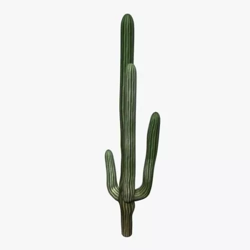 Desert Cactus Plant 3d model Desert Cactus Plant 3d model