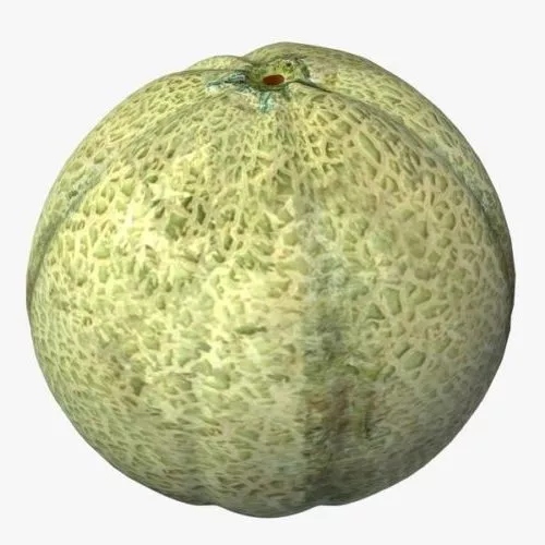 Cantaloupe 3d model Cantaloupe 3d model