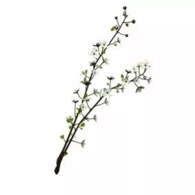 Cherry Tree Branch Plant 3d model