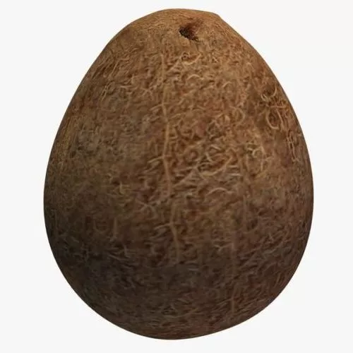 Coconut Whole 3d model Coconut Whole 3d model