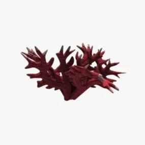 Sea Coral 3d model