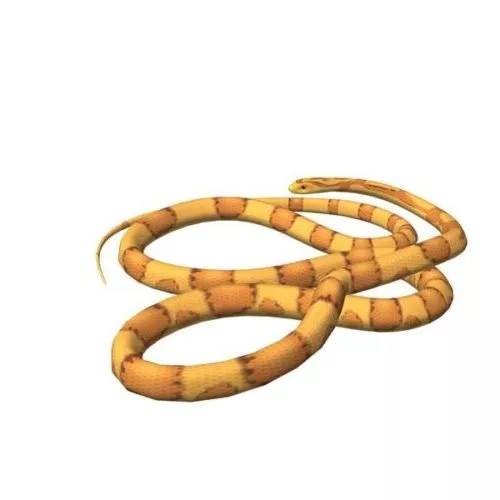 American Corn Snake 3d model American Corn Snake 3d model