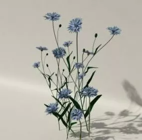 Cornflower Plant 3d model