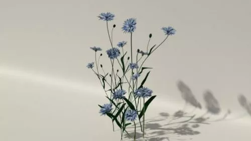 Cornflower Plant 3d model Cornflower Plant 3d model