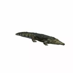 Crocodile Lowpoly 3d model