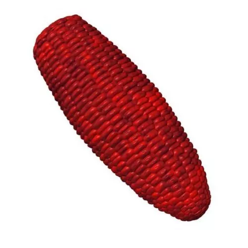 Red Ear Of Corn 3d model Red Ear Of Corn 3d model
