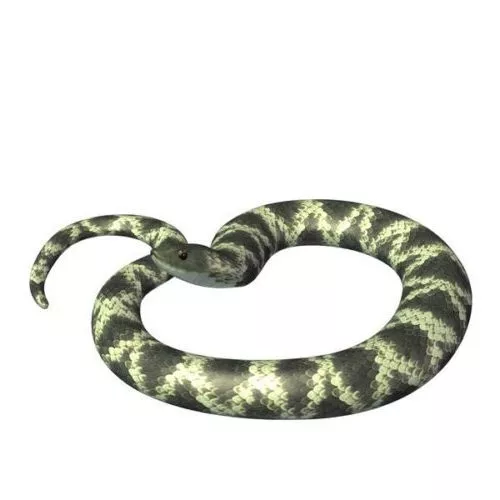 Hognose Snake 3d model Hognose Snake 3d model
