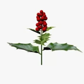 English Holly Flower Plant 3d model