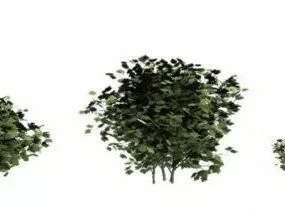 European Cranberry Bushes 3d model