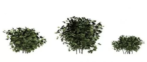 European Cranberry Bushes 3d model European Cranberry Bushes 3d model