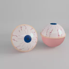Eyes Anatomy 3d model