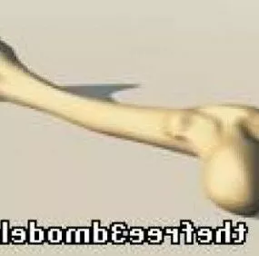 Human Bone 3d model