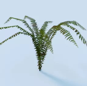 Fern Garden Plant 3d model