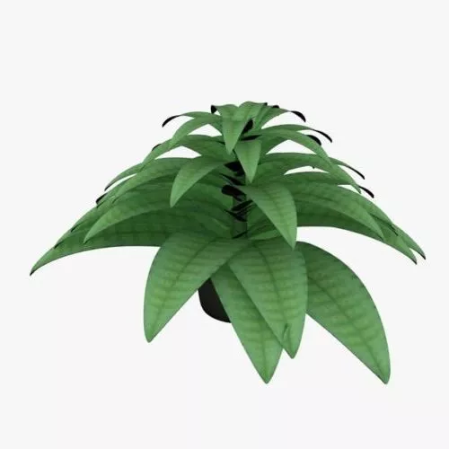 Realistic Fern Plant 3d model