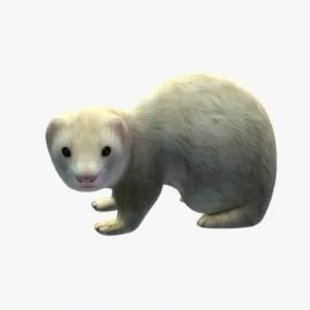 Ferret Animal 3d model