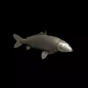 River Carp Fish Rigged 3d model