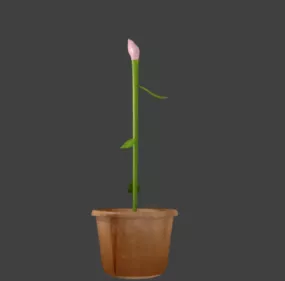 Potted Flower Blossoming 3d model