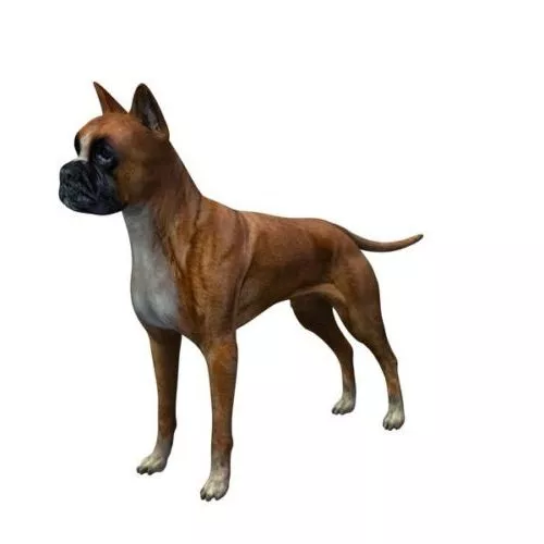 Boxer Dog Standing Pose 3d model
